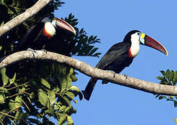 White-throated Toucan