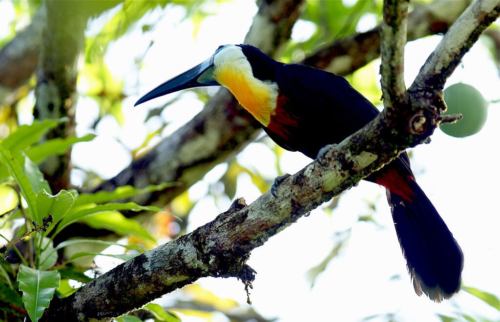 Toucan vitellin