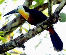 Channel-billed Toucan