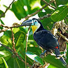 Toucan vitellin
