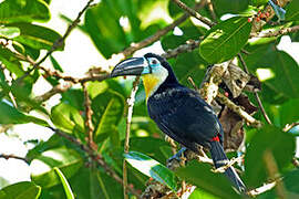 Channel-billed Toucan