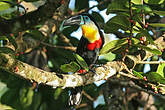 Toucan vitellin