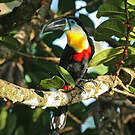 Toucan vitellin
