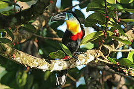 Channel-billed Toucan