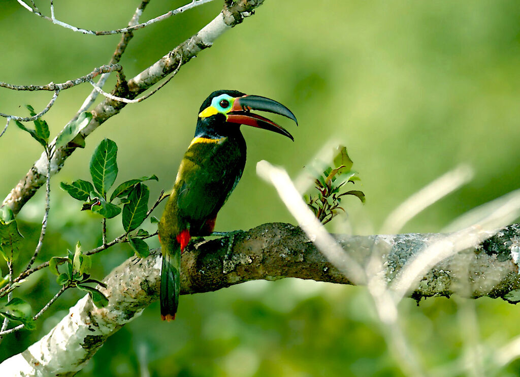 Guianan Toucanet, identification