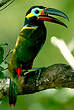 Toucanet koulik