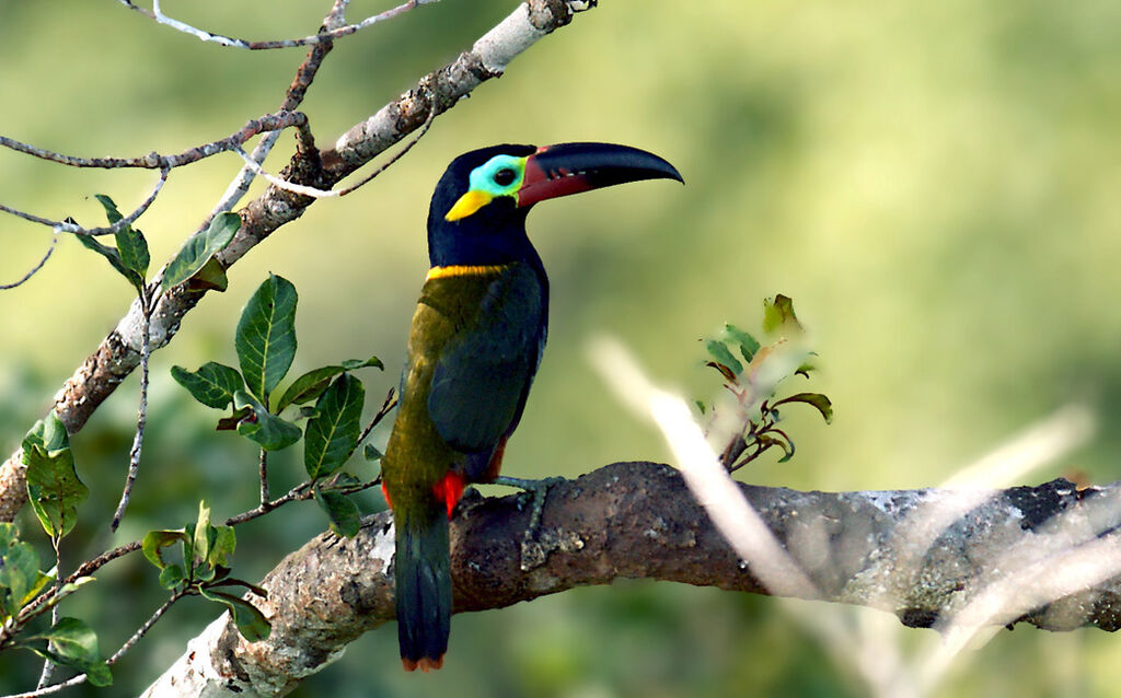 Guianan Toucanet, identification