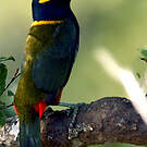 Toucanet koulik