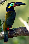 Guianan Toucanet