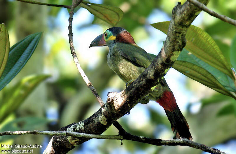 Guianan Toucanet female adult, identification
