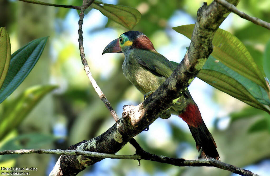 Toucanet koulik femelle adulte, identification