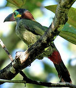 Guianan Toucanet