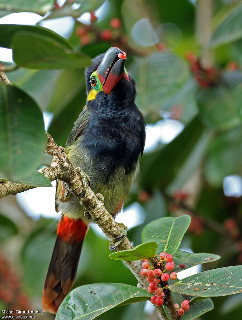 Guianan Toucanet male adult, feeding habits, eats