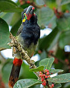 Guianan Toucanet