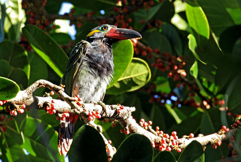 Guianan Toucanet female adult, eats