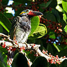 Toucanet koulik