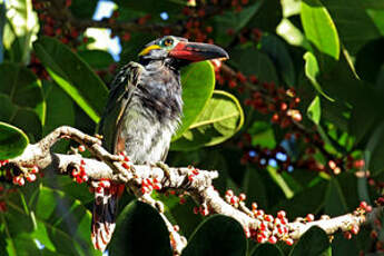 Toucanet koulik