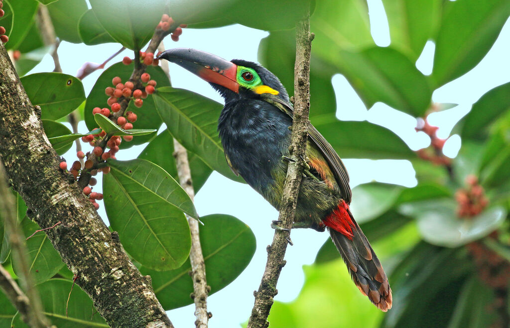 Guianan Toucanet male adult, eats