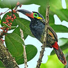 Toucanet koulik