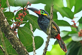 Guianan Toucanet