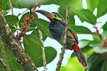 Toucanet koulik