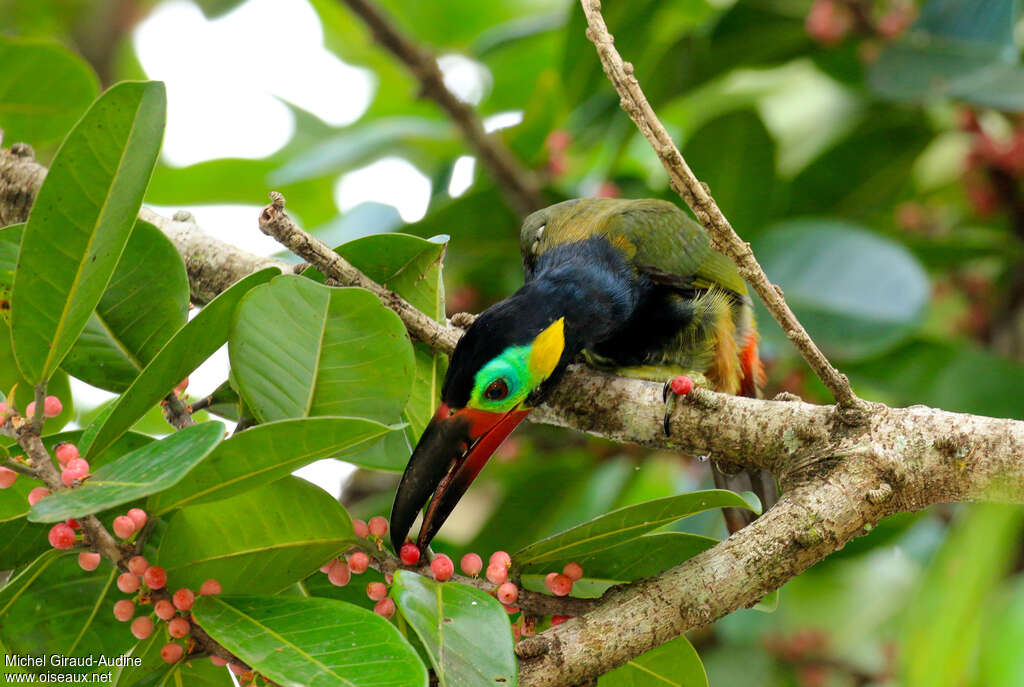 Guianan Toucanet male adult, feeding habits, eats