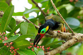 Toucanet koulik