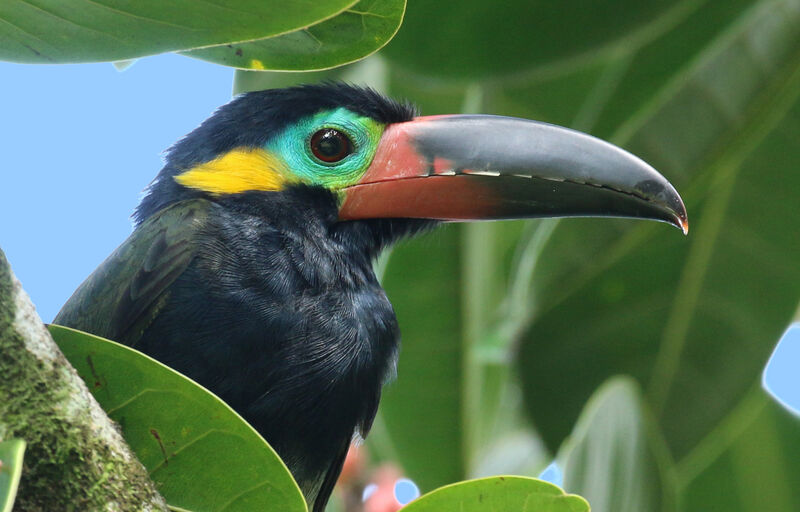 Guianan Toucanet male adult, close-up portrait