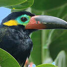 Toucanet koulik