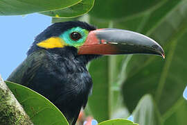 Guianan Toucanet