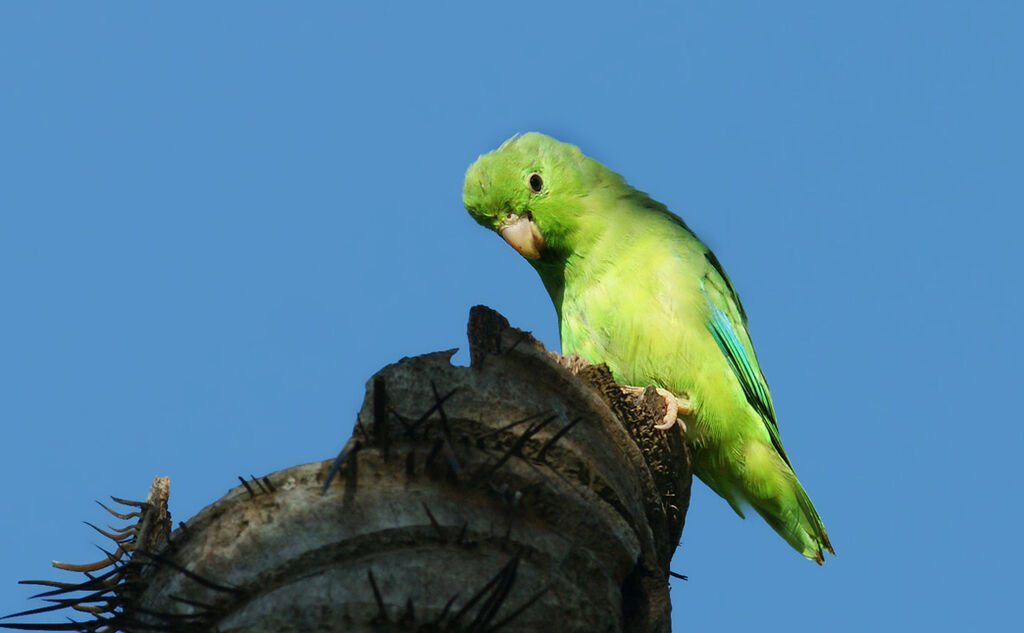 Green-rumped Parrotlet, identification