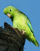 Green-rumped Parrotlet