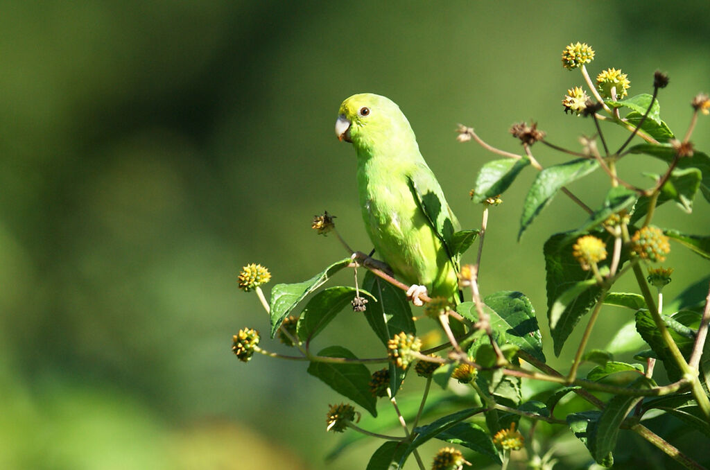 Green-rumped Parrotlet