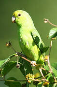 Green-rumped Parrotlet