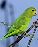 Green-rumped Parrotlet