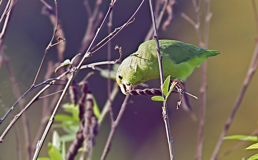 Green-rumped Parrotlet, feeding habits