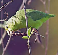 Green-rumped Parrotlet