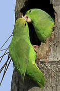 Green-rumped Parrotlet