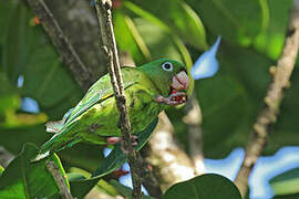 Golden-winged Parakeet