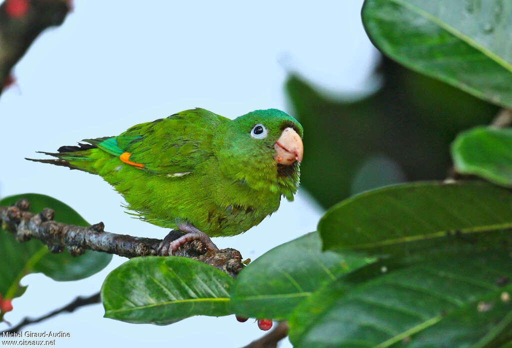 Golden-winged Parakeetadult, identification