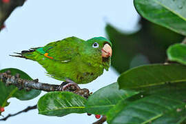 Golden-winged Parakeet