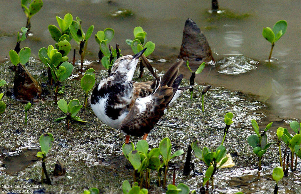 Ruddy Turnstone, care