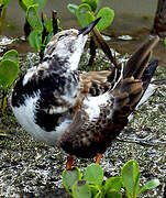 Ruddy Turnstone