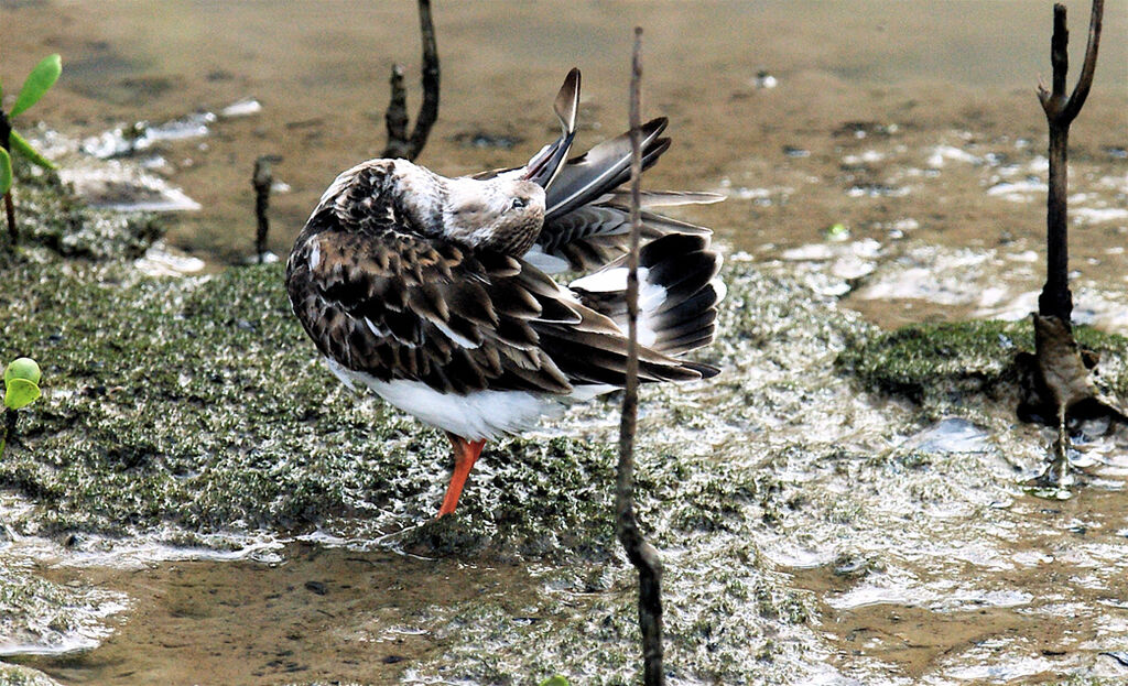 Ruddy Turnstone