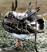 Ruddy Turnstone