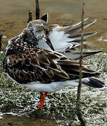 Ruddy Turnstone