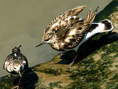 Ruddy Turnstone