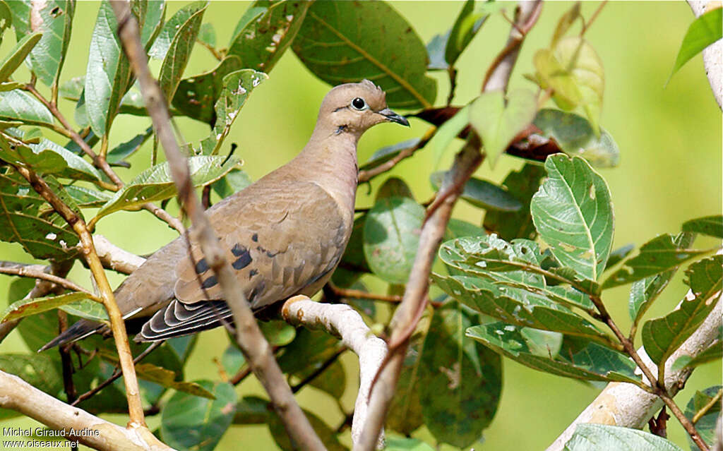 Eared Doveadult