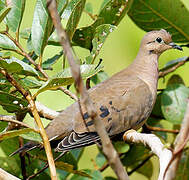 Eared Dove