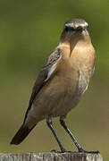 Northern Wheatear